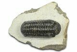 Bargain, Austerops Trilobite - Ofaten, Morocco #372443-3